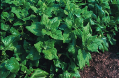Picture of Spinach New Zealand